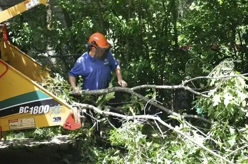 tree services North Wildwood